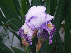 snowy-iris